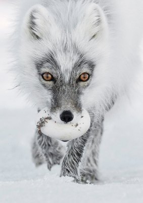 An Arctic fox with an egg.