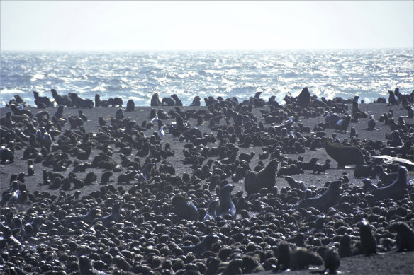 Tens of thousands of seals have made their home on the active volcano.