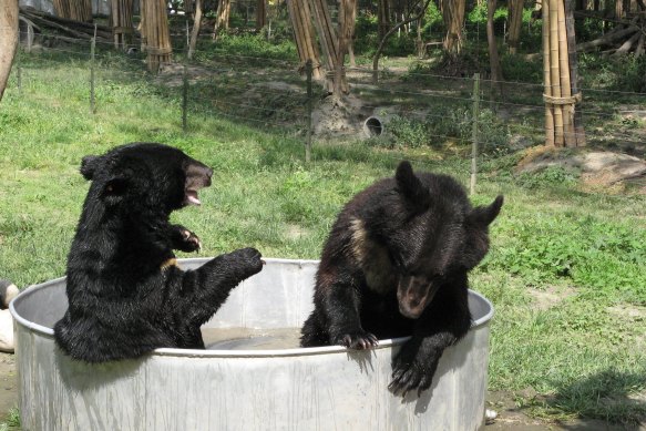 The bears will need intensive care for the rest of their lives.
