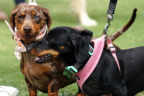 Rimski’s fellows waiting for a walk
