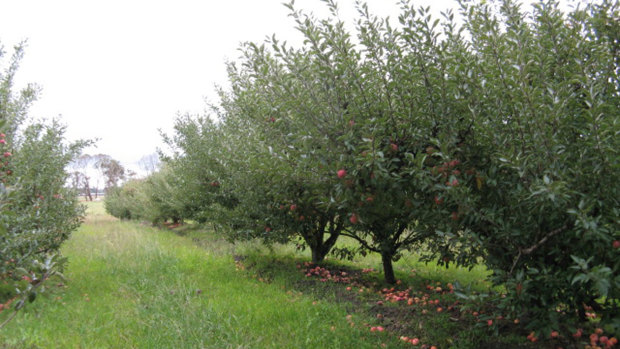 The property where the young boy was shot. An online advertisement listed stone fruit and apple orchards.