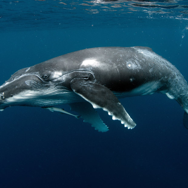 Why do whales beach themselves?