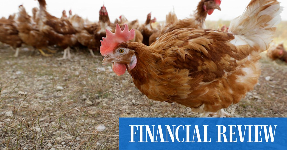Navis Capital launches $NZ50m-a-year Mainland Poultry sale - Vimarsana News