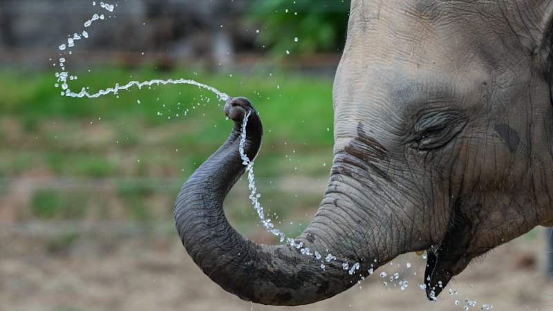 At 2m tall, I’m at greater risk of cancer. An elephant could fix that