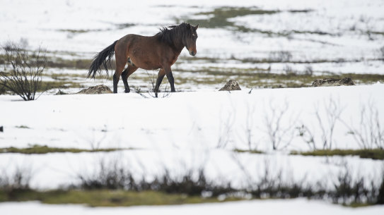 A brumby by the Snowy Mountains Highway near Kiandra, NSW, earlier this month.