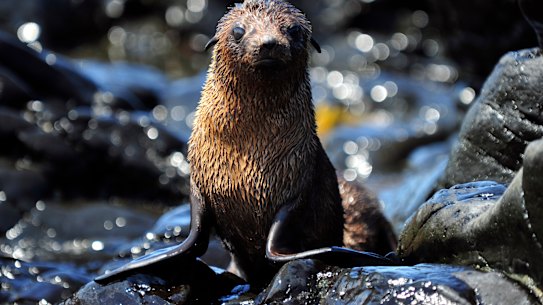 A seal at Seal Rocks on Phillip Island.