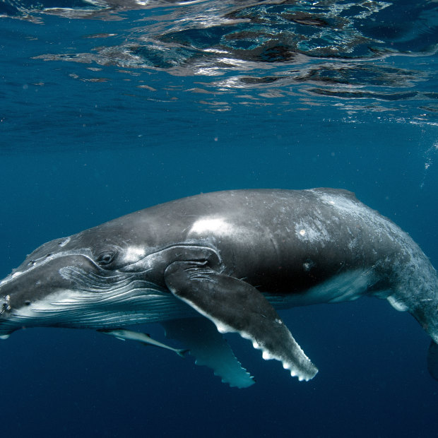 A humpback whale calf.
