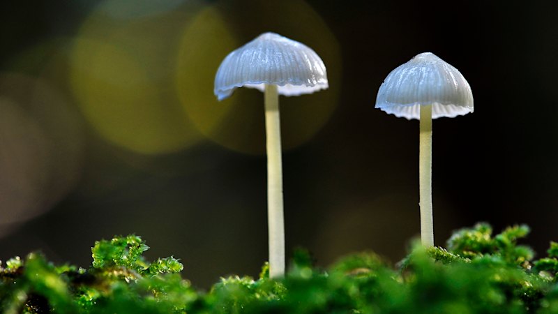 Mikolog Merlin Sheldrake poziva k ponovnemu premisleku o vlogi gliv v našem svetu