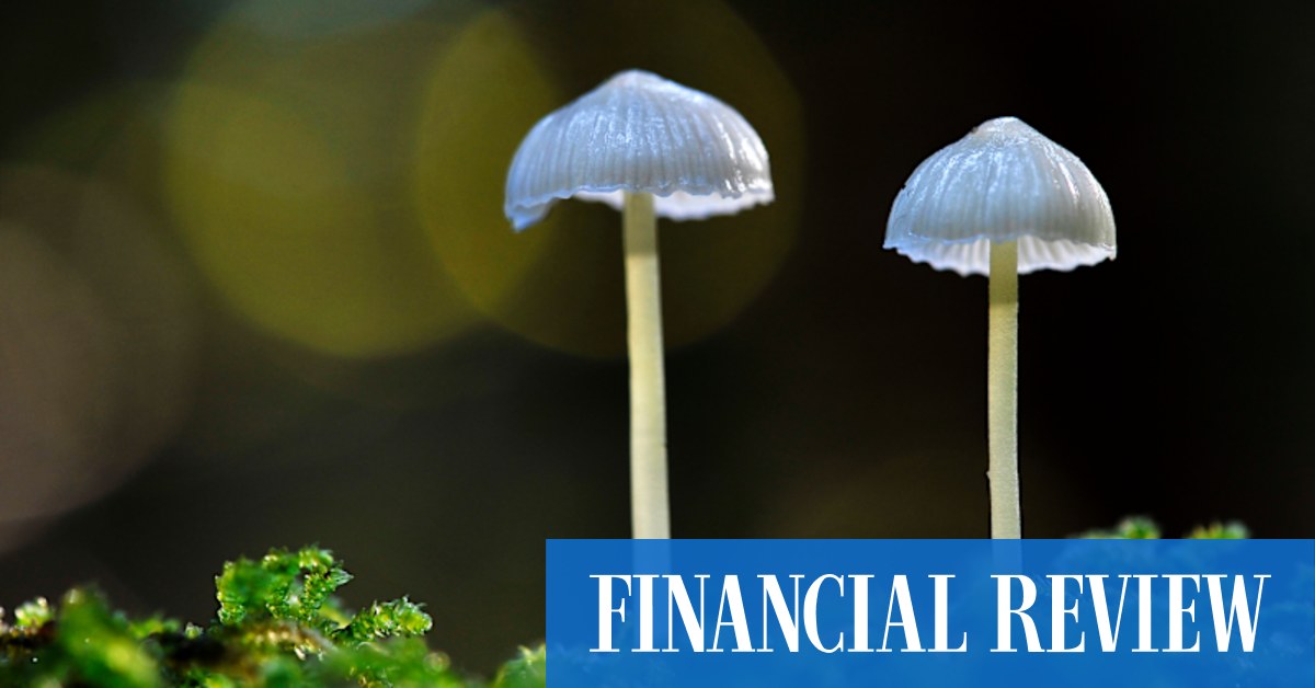 The magic of mushrooms: Fungi could be the answer to lots of our problems - Vimarsana News