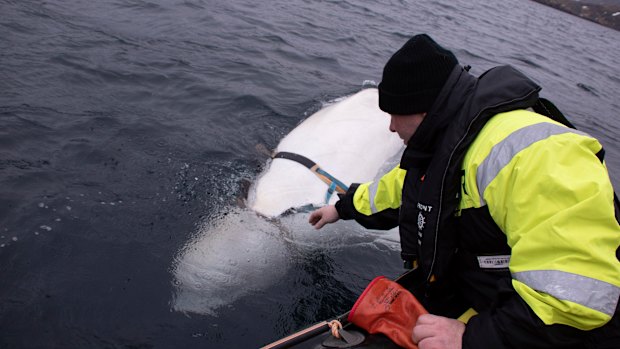 Joergen Ree Wiig tries to reach the harness before fishermen were able to remove it.