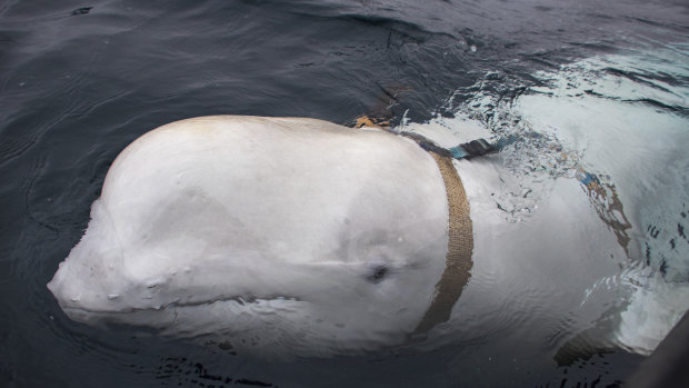 A beluga whale swims next to a fishing boat before Norwegian fishermen removed the tight harness.