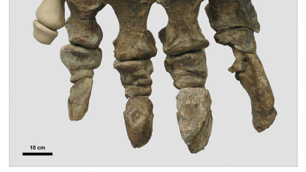 The preserved foot bones of Rhoetosaurus brownei.