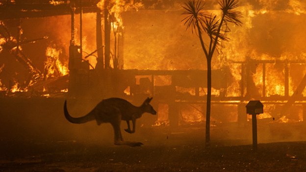 This photo of a roo silhouetted by flames went viral around the world.