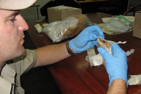 A lizard is recovered from an attempted reptile smuggling operation in Western Australia.