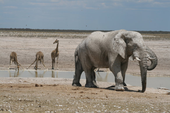 Elephants and a baby giraffe near Sossusvlei Mountain Lodge, Namibia. 