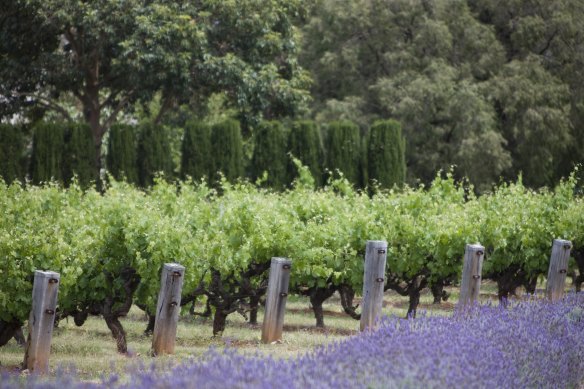 Barossa Valley’s Penfolds is home to the country’s most famous wine, Grange shiraz.