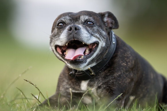 According to experts, we can gain insights that may be relevant to human health by studying dogs.