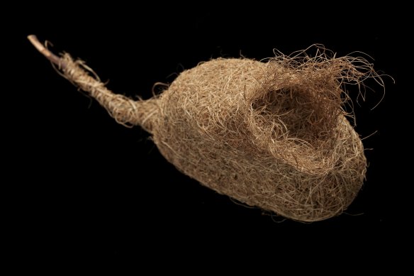 A baya weaver nest from Pune in India.
