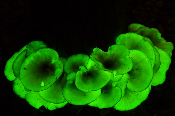 Bioluminescent mushroom (not waxcap)  Omphalotus nidiformis.