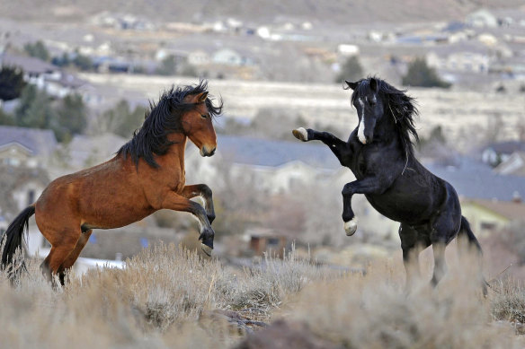 Young horses play while grazing near Reno, Nevada. 