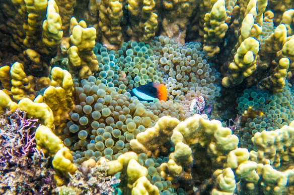 The Ningaloo Marine Park off north-western WA is World Heritage listed, and considered a globally important biodiversity hotspot.