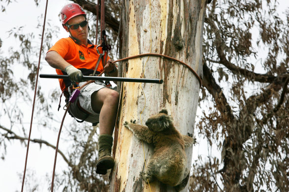 One that got away ... wildlife rescue resources have been stretched by the early fire season.
