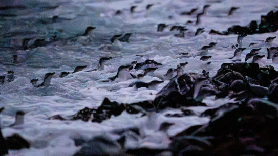 Phillip Island penguins.