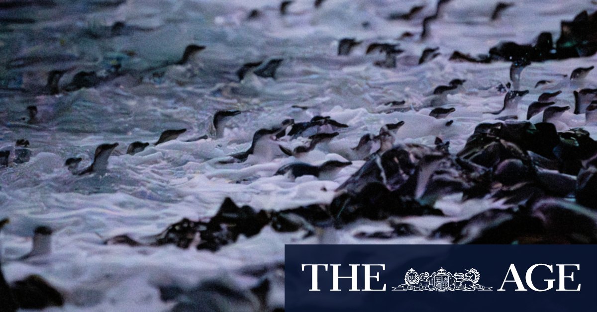 Islands of hope: The fight to eradicate feral pests and save native ...
