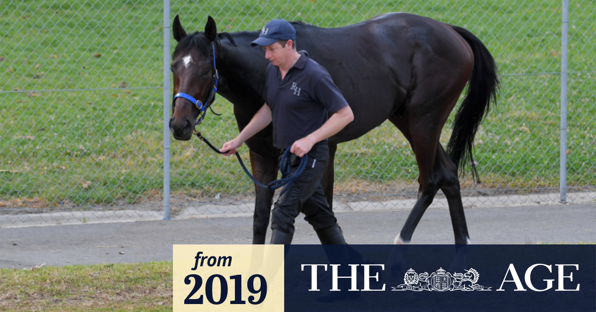 Golden Eagle 2019: I Am Superman's Irish trainer Michael O'Callaghan ...
