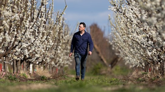 Fruit growers like Mitchell McNab are now grappling with a shortage of beehives.  He says the cost of fresh produce will have to rise on retail shelves, or it will be unsustainable for farmers.