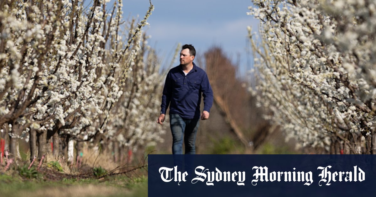 Victoria cost of living: Prices of stone fruit, apples, pears and cherries to rise as bee varroa mite stings - Vimarsana News