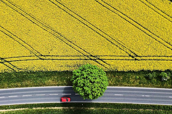 A car passes by a rapeseed field in Wehrheim near Frankfurt, Germany.