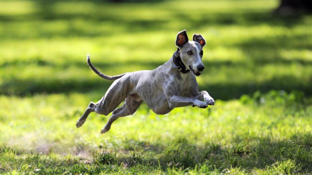 The government is delivering more than 20 new "pocket parks" and off-leash dog parks.