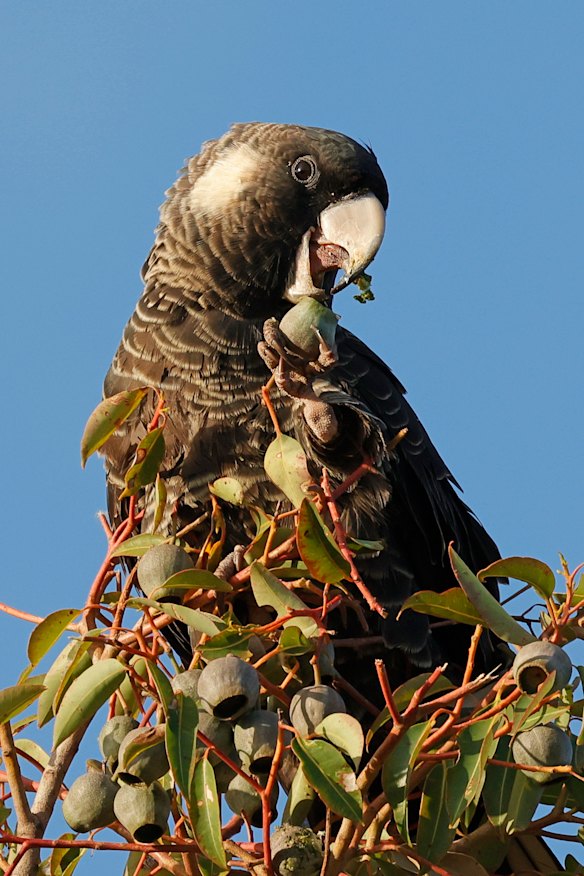 The Baudin’s black cockatoo eating a gumnut.