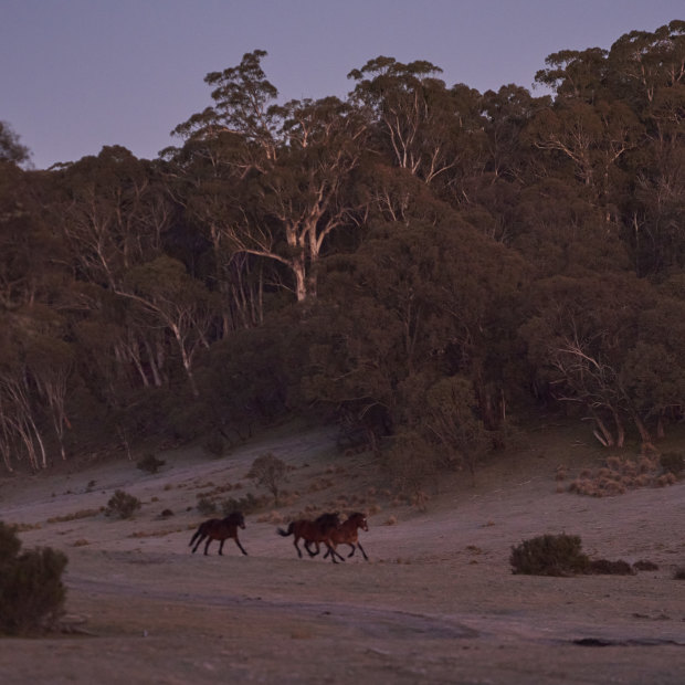 Wild brumbies spotted in the early morning on the Nunniong Plains.