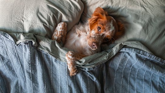 Does your pet sleep between the sheets? Let’s hope they’re being washed regularly.
