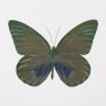 Damien Hirst's butterfly print.