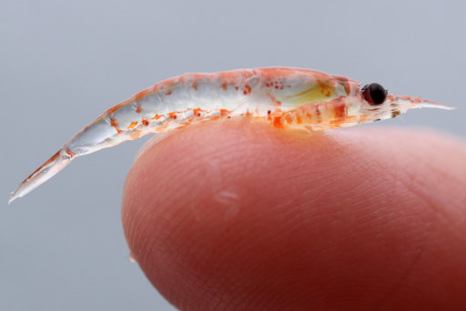 When krill are separated the increase in their heartbeat indicates the stress they feel.