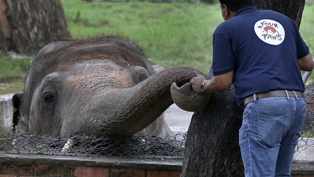 A team of vets is assessing the health condition of the 35-year-old elephant before shifting him to a sprawling animal sanctuary in Cambodia. 