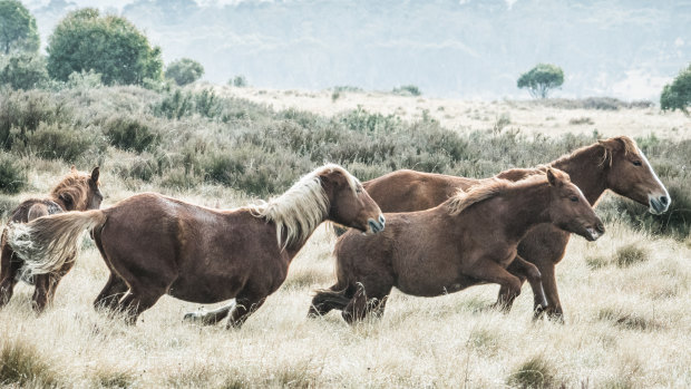 Brumbies run free in Kosciuszko National Park, where they are protected from lethal culling.