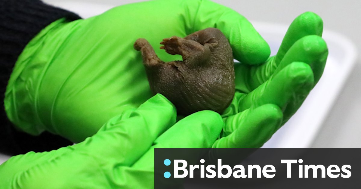 Platypus, echidna specimens that helped prove evolution discovered in Cambridge museum - Vimarsana News