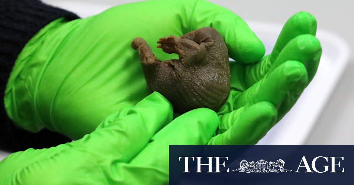 Platypus, echidna specimens that helped prove evolution discovered in Cambridge museum - Vimarsana News