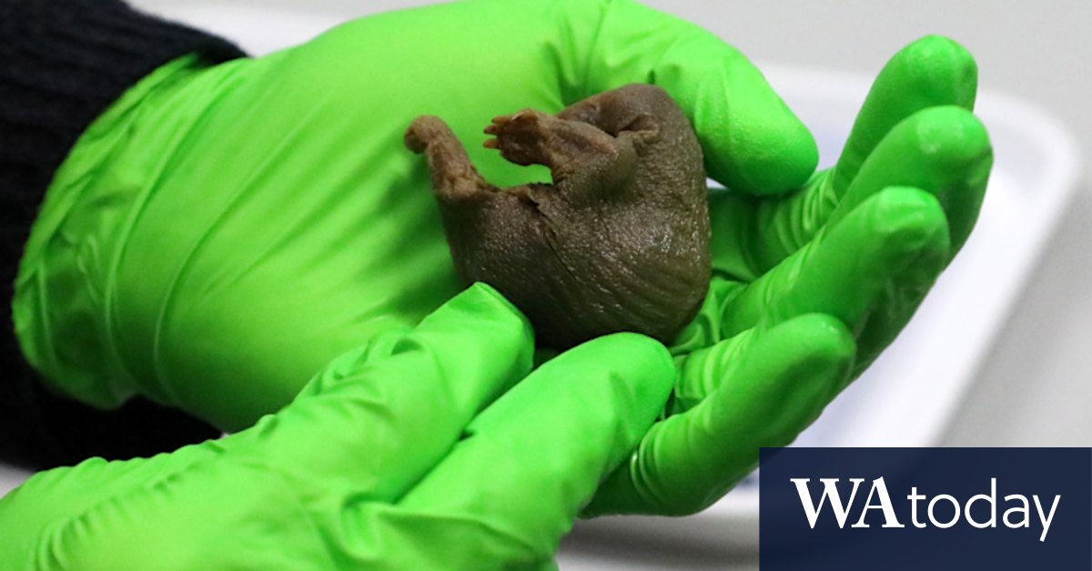 Platypus, echidna specimens that helped prove evolution discovered in Cambridge museum - Vimarsana News