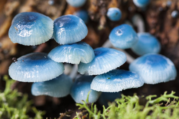 Unusual fungi such as those that glow in the dark or are blue, often find themselves on photographers’ bucket lists.