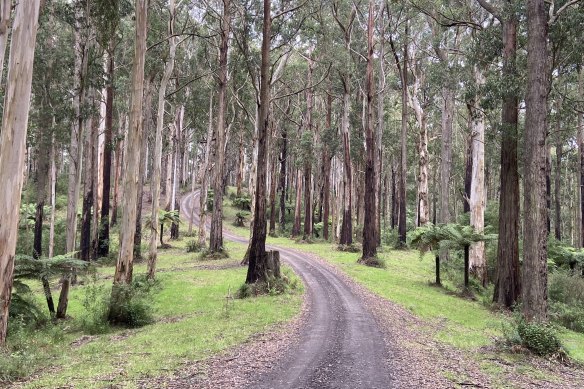 An unlooked-for path: after clear-fell logging about 100 years ago, Mountain Ash (white trunks), Messmate (rough brown trunks) and Dicksonia antarctica tree ferns abound in the Great Otway National Park. 