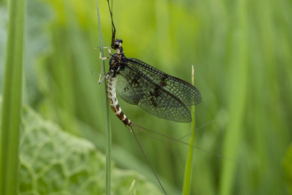 Mayflies are disappearing from US and Australian streams.