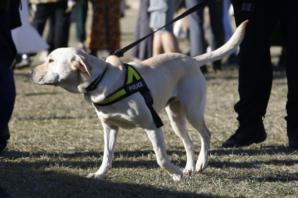 A police sniffer dog on duty at this year's Splendour in the Grass music festival near Byron Bay.