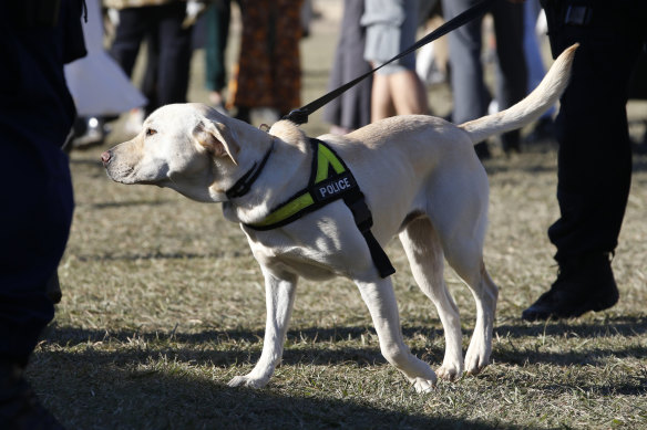A police sniffer dog in action during Splendour In the Grass this year.