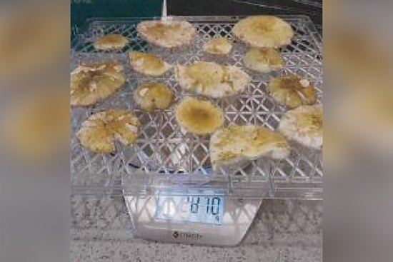 Mushrooms dehydrating on scales in Erin Patterson’s home, in a photo exhibit to the court.