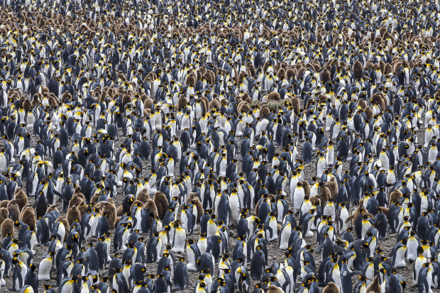 Salisbury Plain, South Georgia Island.